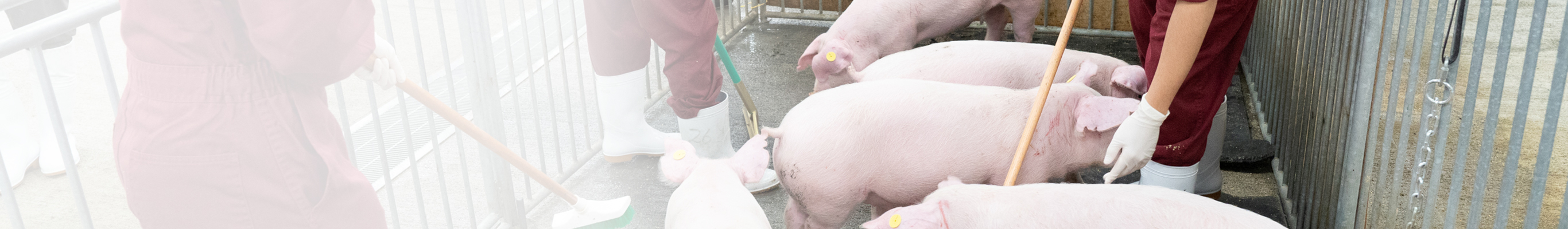 産業動物はこちら