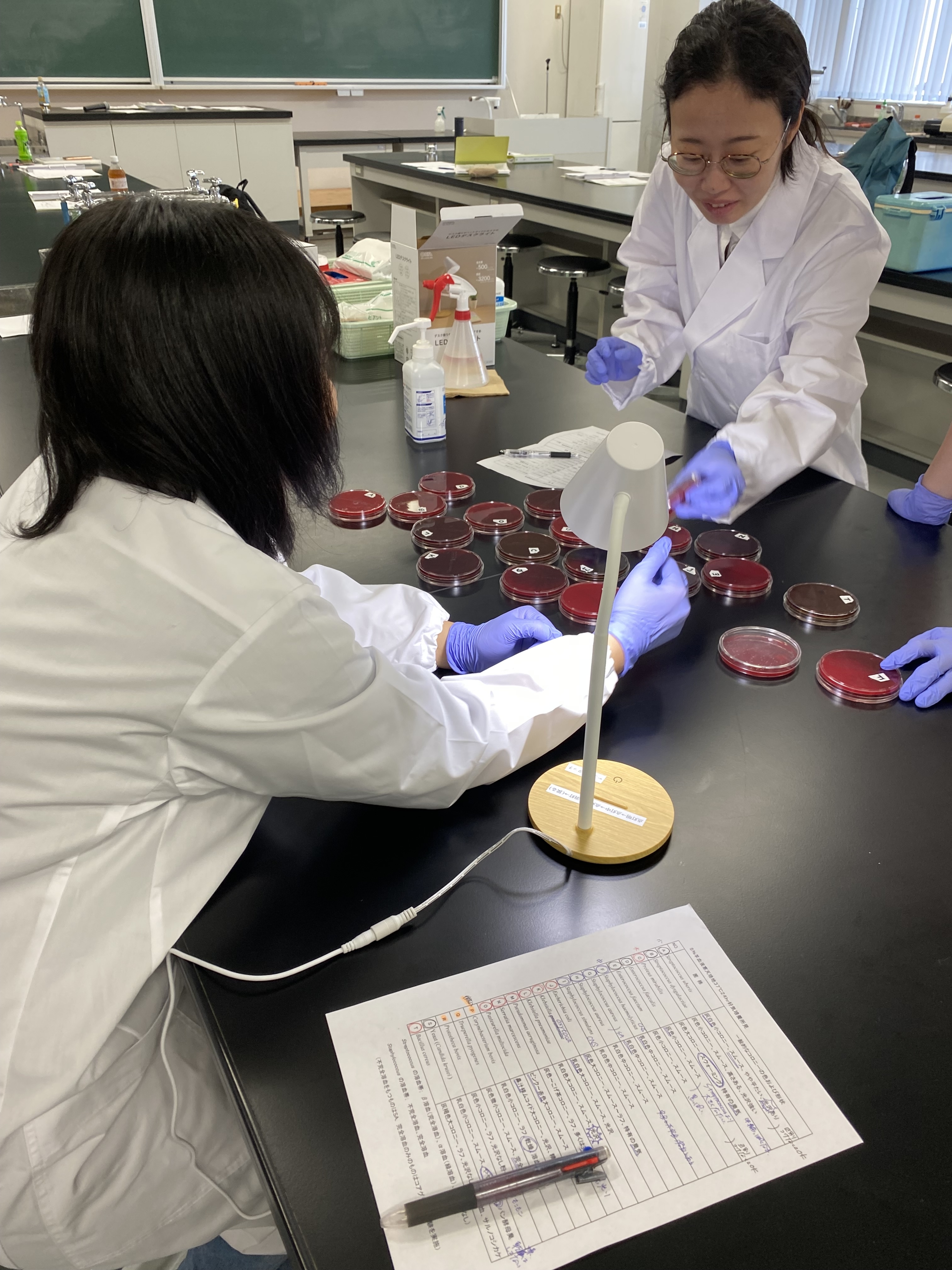 細菌検査実習の様子